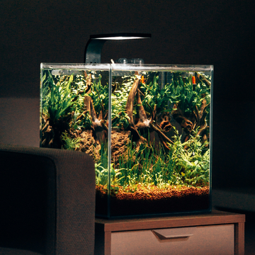 Aquarium foto