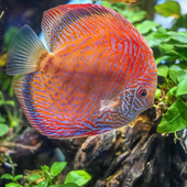 Aquarium foto