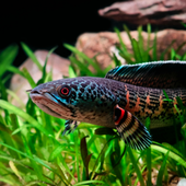 Aquarium foto