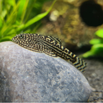 Aquarium foto