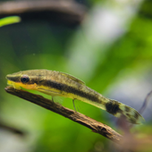 Aquarium foto